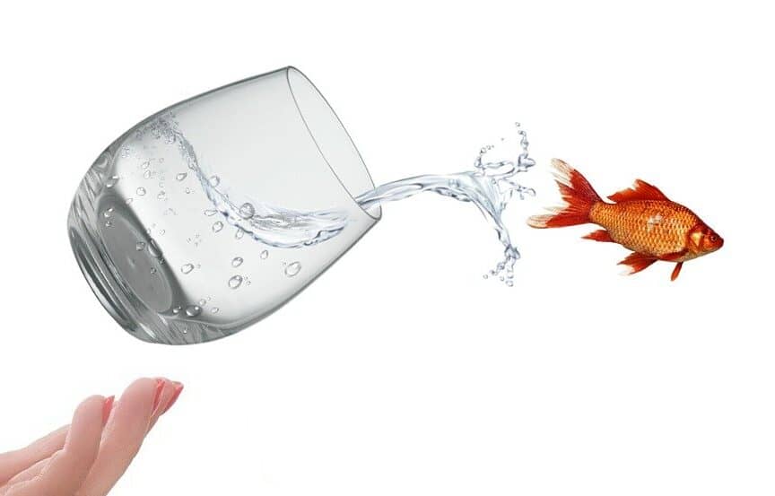 outplacement services - moving out of comfort zone. Image of goldfish leaping out of glass